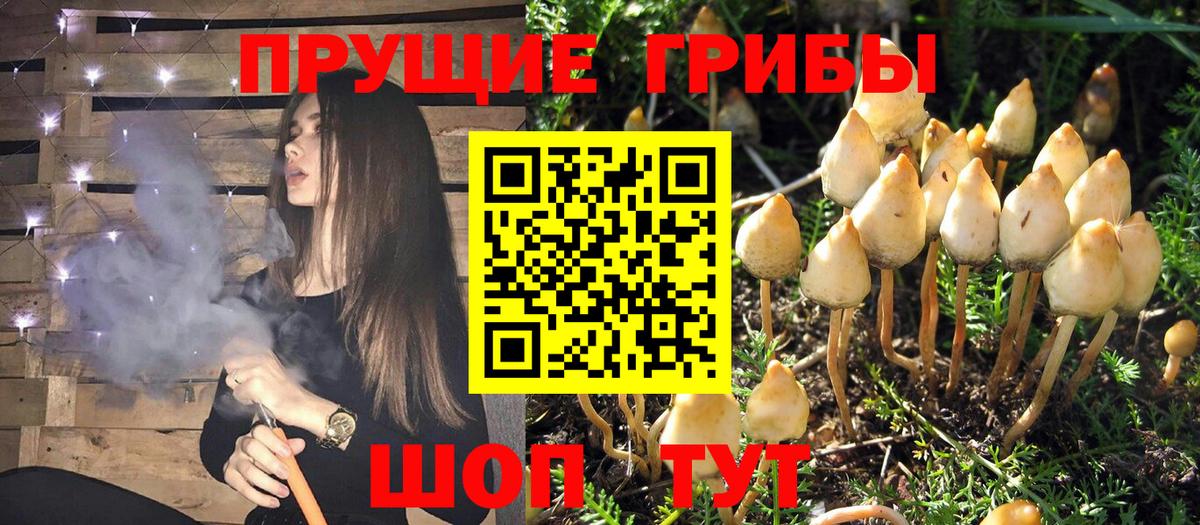 Псилоцибиновые грибы Cubensis  Галлюциногенные грибы Cubensis  Мирный  Вход с VPN 